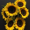 Stein Your Florist gallery