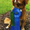 Affordable Dog Care gallery