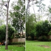 Tree Removal Specialist gallery