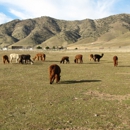 Adorable Alpacas - Ranches
