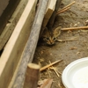 ABC Termite & Pest Control gallery