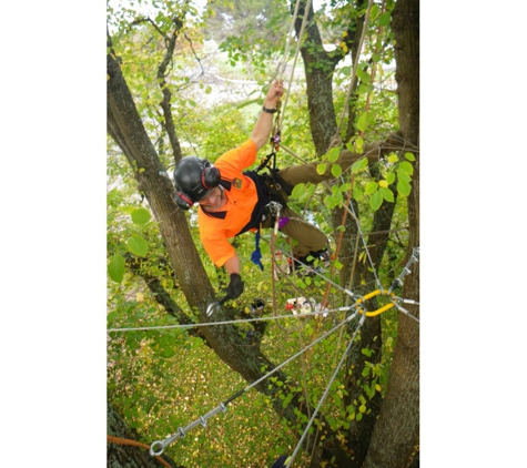 Forest & Garden Tree Services - Grassmere, VIC. Cable & Rod Tree Bracing
