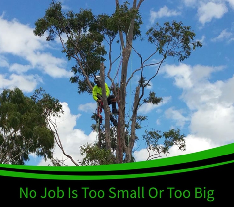 Bell's Tree Service - Wallamore, NSW. No Job Is Too Big Or Too Small