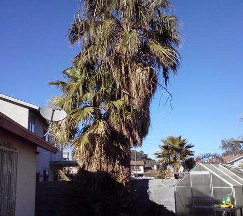 Fast Tree Service - North Las Vegas, NV