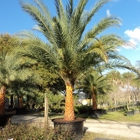 Palm Gardens Nursery