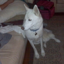 Petco Dog Training - Pet Training