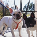 Dogtopia - Dog Day Care