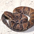 Fangs Snake Removal - Pest Control Services