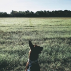 Chambers K9 Training