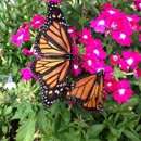 George's Livonia Gardens - Florists