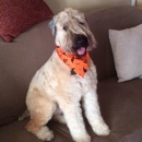 Doggie Stylz - Pet Grooming