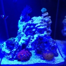 Nemo' S Reef - Tropical Fish