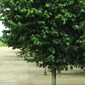 Gallery Image Number 7