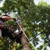 Tree Service Inc. gallery