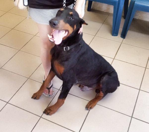 Lakeside Animal Hospital - Odessa, FL. Jethro on adoption day