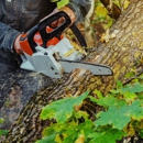 Tree Express - Tree Service