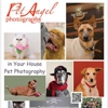 Pet Angel Santa Fe gallery