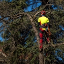 Riverhead Tree Service Masters - Tree Service