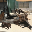 Tailwaggers Doggy Daycare - Dog Day Care