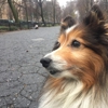 Swifto- Private Dog Walks for lovable dogs gallery
