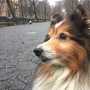 Swifto-Dog Walking in the 21st Century - Pet Specialty Services
