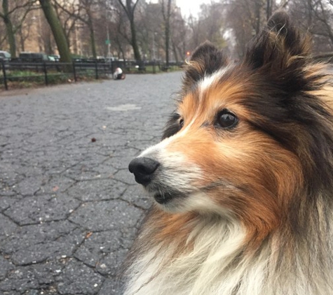 Dog walking South Manhattan - New York, NY