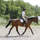 Pearl Equestrian - Horse Training