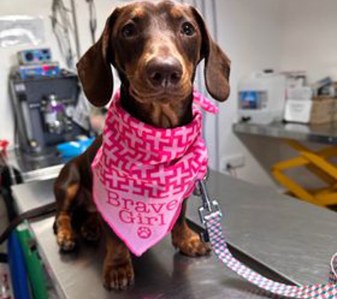 Acacia Veterinary Surgery - Yeppoon, QLD