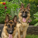 Durham Kennels - Pet Boarding & Kennels