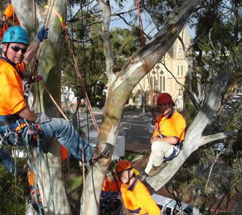 TreeSpec Professional Arborists
