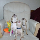Nemos