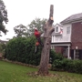 Custom Tree Surgeons