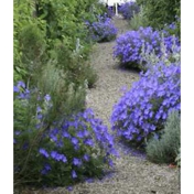 Gallery Image Number 1