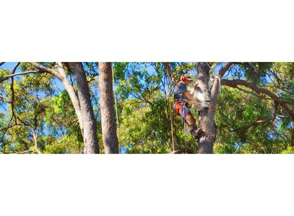 Total Tree Services - Mount Rascal, QLD