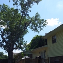 A B C 12 Tree - Tree Service