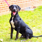Core K9 Solutions LLC