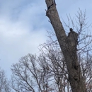Precision Tree Care & Landscaping