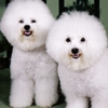 Dany’s Grooming - Pet Stylist gallery