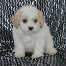 Cavachons from The Monarchy - Pet Breeders