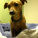 VCA San Carlos Animal Hospital - Veterinarians