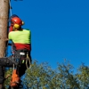 Ben's Tree Service gallery