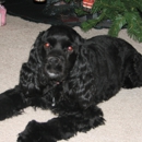 East Coast Academy of Dog Training Inc - Pet Training