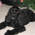 East Coast Academy of Dog Training Inc