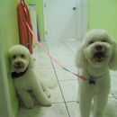 Pet Avenue Grooming and Boarding - Pet Boarding & Kennels