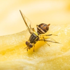 Patriot Pest Management, Inc