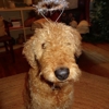 Hilton Veterinary Care Hospital gallery
