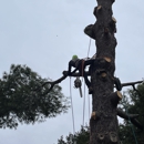 Alley's Tree Service