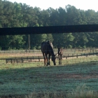 Clemson University Horse Center