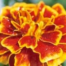 Edward Miller & Son Inc - Garden Centers