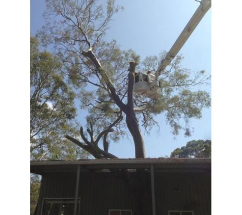 Bill's Tree Service Pty Ltd